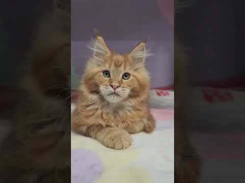 Total Cuteness! Must-See Maine Coon Kittens! At Ka Total Cuteness! Must-See Maine Coon Kittens! At Kathy's Katery Windy Hill Pets @WHPKathysKattery 


