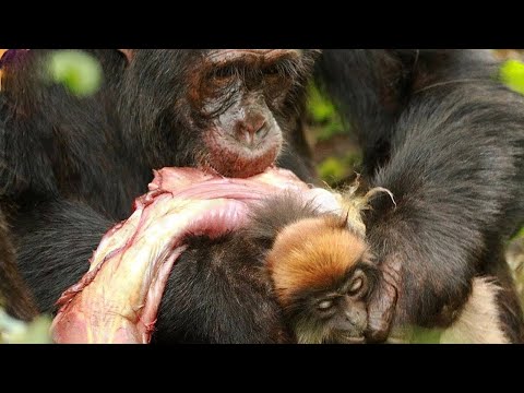 Momentos brutais de caça por chimpanzés, babuínos e macacos