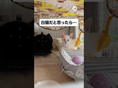 猫の動画サムネイル - おや？白猫の毛並みが…｜PECO