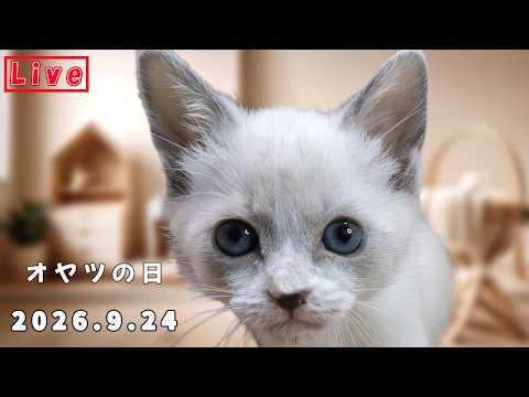 【2026.10.18】子猫部屋でキャットタワーを組む