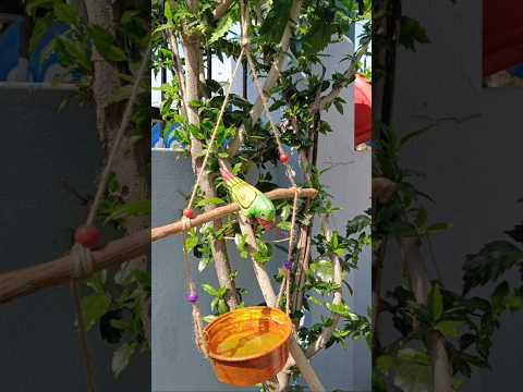 Diy Bird feeder || Bird feeder from waste material || #birdfeeder #diy #shorts