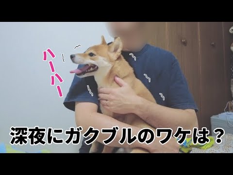 深夜の徘徊騒動を引き起こした柴犬小夏の理由と背景 サムネイル