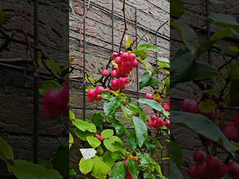 "Just Rain and Fall Colors 🍁 No Words, Just Peace”