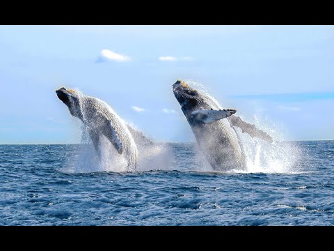Inicia temporada de avistamiento de ballenas