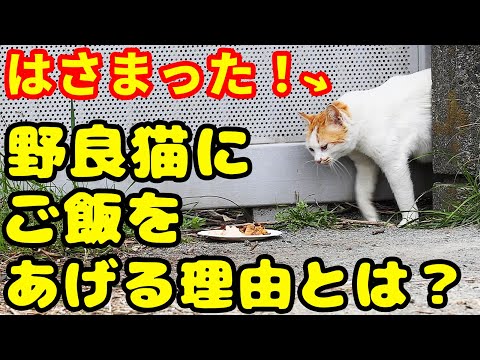 お腹が大きくて隙間に挟まる猫にご飯をあげたら・・・