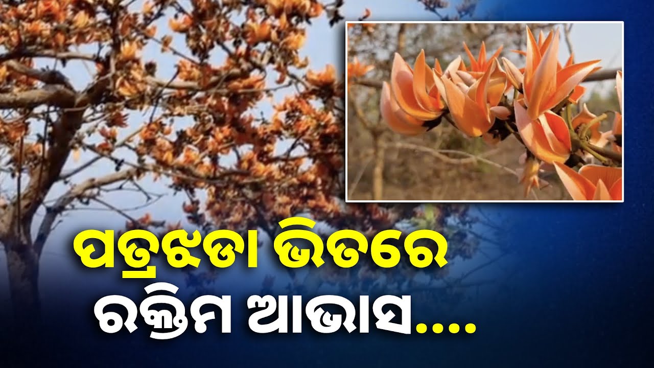 ବାସ୍ନା ସିନା ନାହିଁ ଅପରୂପ ଶୋଭାରେ ମୋହି ନିଏ ସବୁରି ମନ ||Knews Odisha