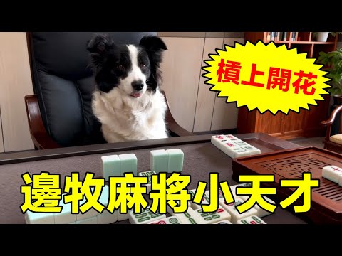 邊牧打麻將:不是所有的狗狗都這麼聰明