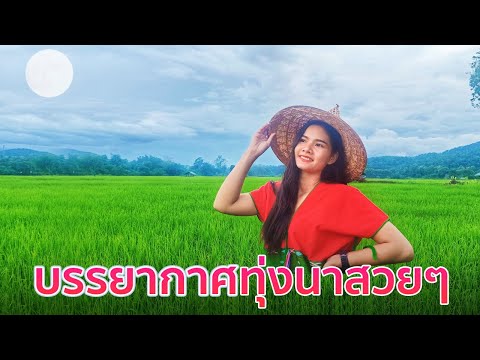บรรยากาศทุ่งนาสวยๆ-ถ่ายแบบ-แพท บรรยากาศทุ่งนาสวยๆ-ถ่ายแบบ-แพท