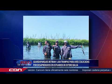 Guardaparques retiran 1,038 trampas para aves colocadas por desaprensivos en  Estero Balsa