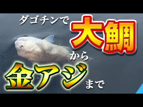 【黒鯛/かかり釣り】ダゴチンで大鯛から金アジまで