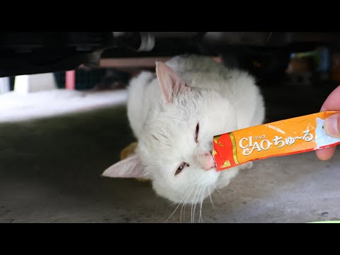 猫の動画サムネイル - 野良猫にちゅーる　250617