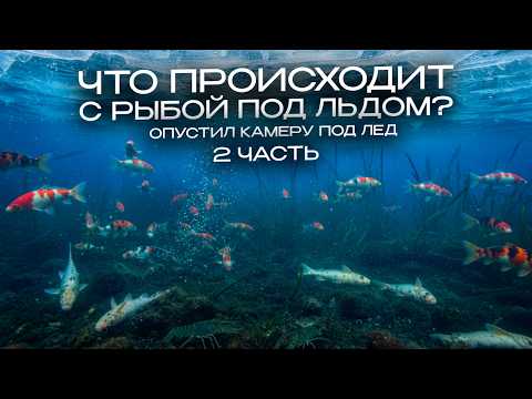 ОПУСТИЛ КАМЕРУ ПОД ЛЕД. Жизнь ПОД ВОДОЙ. Что происходит с рыбой под льдом. 2 часть #карпкои #налим