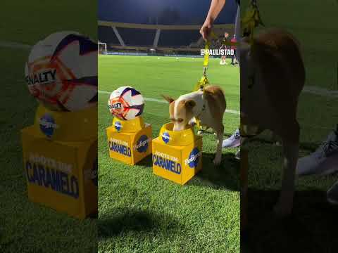 Hoje, nosso multiball Pedigree tá especial! 🤏🥹