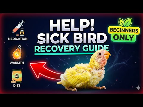 Sick Bird Recovery Care Guide for Beginners