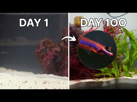 100 Days Raising the Weirdest Fish I've Ever Seen Check out Odoo here_ https_//www.odoo.com/r/egv Run your entire Business from a Single platform!

I 