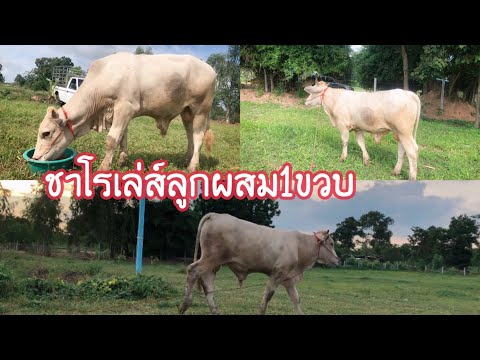 ลูกวัวชาโรเล่-เพศผู้น่ารักมาก- ลูกวัวชาโรเล่-เพศผู้น่ารักมาก-