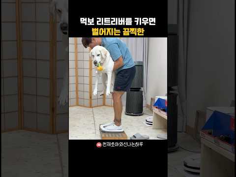 먹보 리트리버 때문에 벌어진 끔찍한 사고ㅋㅋ