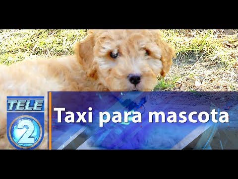 Taxi para mascota