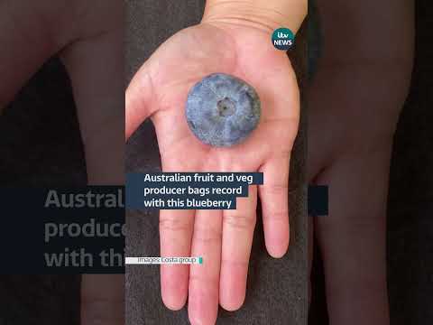 Australian fruit and veg producer bags record with this blueberry #itvnews