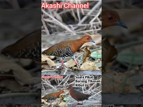 suara Pikat Burung Tikusan Ribut