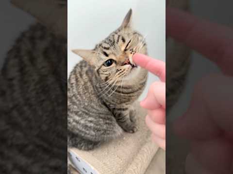 お出迎え猫たちの癒しシーン：足長マンチカンと立耳スコティッシュのかわいさ サムネイル
