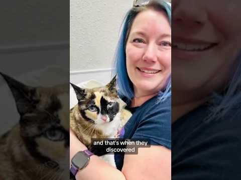 Family reunites with cat they accidentally shipped in Amazon box