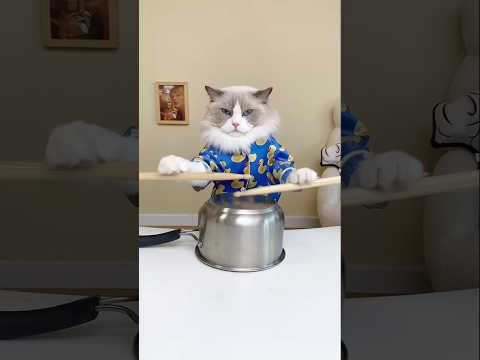 calling my boss #cat #cute #funny