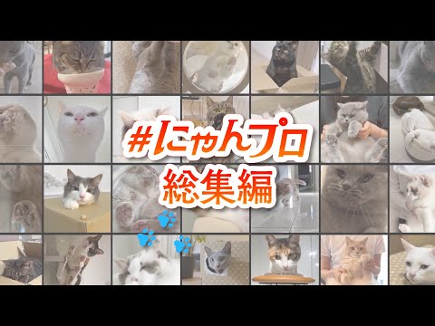 【にゃんプロ総集編】たくさんの応援ありがとうスペシャル！