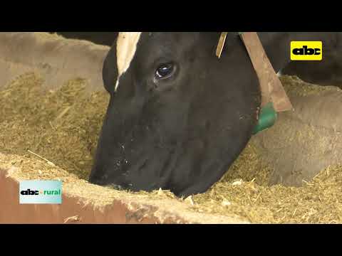 Orégano en vacas para mitigar gases de efecto invernadero