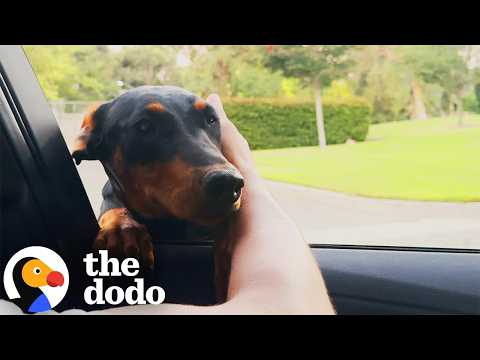 Photo for: Doberman Puppy Found All Alone Ends Up With The Sweetest New Family | The Dodo