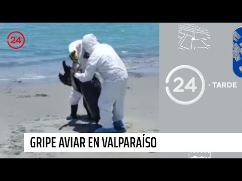 Valparaíso: autoridades entregan medidas por presencia de gripe aviar