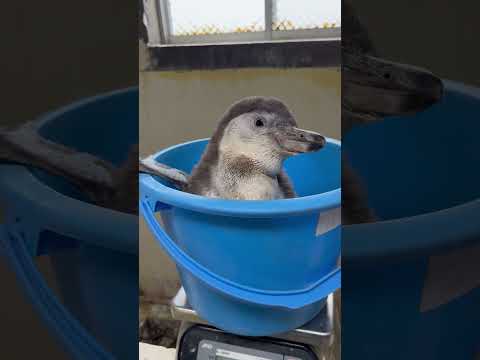 猫の動画サムネイル - 4/15ふ化🐣フンボルトペンギン生後59日目