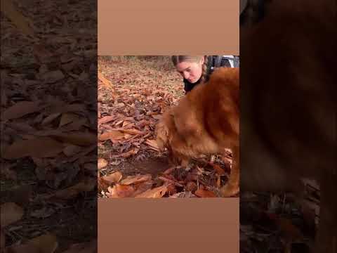 ‘Good boy!’ Truffle-sniffing dogs are helping uncover hidden underground ecosystems