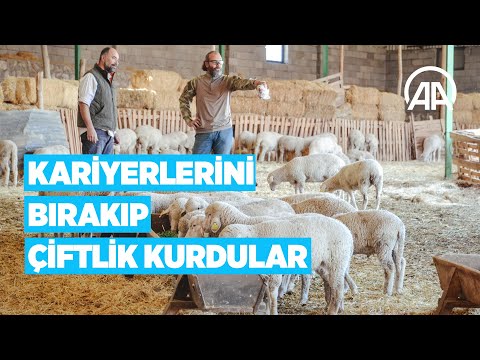 Kariyerlerini bırakıp kurdukları çiftlikte 800 hayvanlı sürünün sahibi oldular