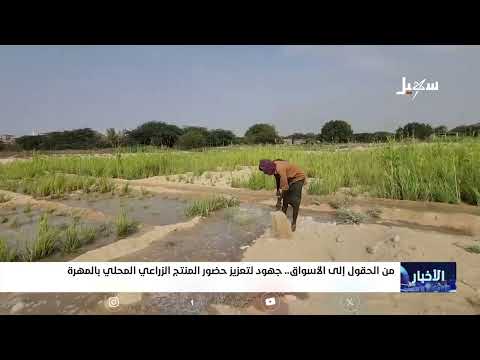 من الحقول إلى الأسواق جهود لتعزيز حضور المنتج الزراعي المحلي بالمهرة