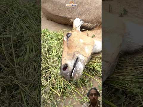 इंसानियत कहां चली गई? | Gokul Dham Emotional Video🥹#shorts #cow #accident #animals #ytshorts #bull