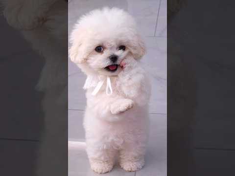Cute Puppy Dance 🐶 (Peaceful Video) #puppy #babydog