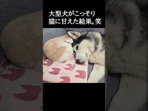 大型犬がこっそり猫に甘えた結果...笑#shorts