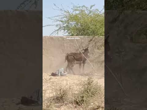 clip video | music neon blade| #animals #donkey #viral #music #fyp  #shorts #shortvideo #arijitsingh