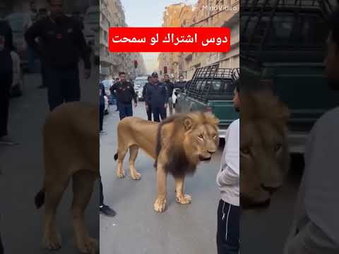 اسد فى الشارع