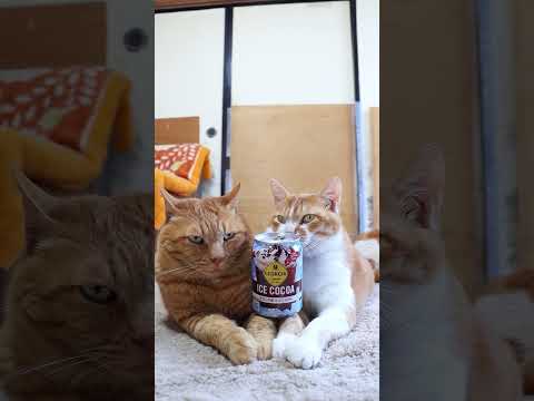 猫の動画サムネイル - ジョージア アイスココア　250727　#のせ猫　 #cat #ねこ #猫のいる暮らし　 #ネコ　 #cute　 #kitten　 #kitty　 #猫のいる生活