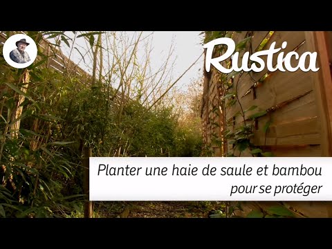 Planter une haie de saule et de bambou pour se protéger