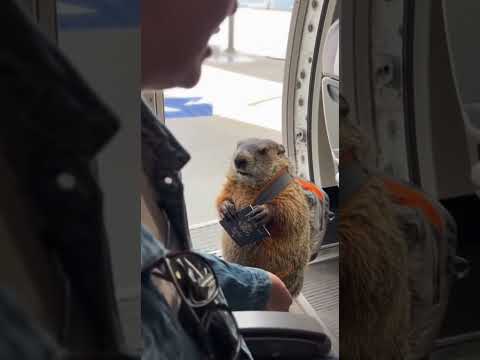 Groundhog Emotional Support Animal Tries to BOARD! 🐹✈️🇺🇸