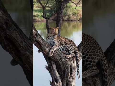 Leopard’s Lazy Afternoon by the River #boring #wildlife #shorts