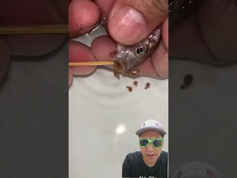 Bantu ikan Lahiran #trendingshorts