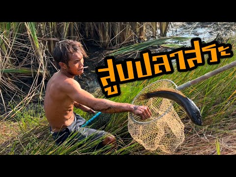 สูบปลาสระ