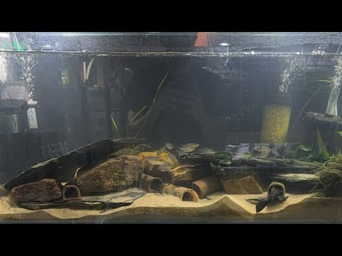 2 Years of Work… Gone Overnight (here’s what h Bug Buffet & Green Cuisine Available Here - https_//purefin.shop/ 
BUY MY FISH ↠ https_//keepingfi