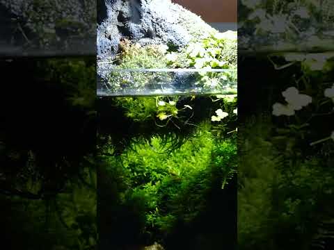 Secret Underwater Meadow for Fish |  #tinyworld I filmed this beautiful aquascape that looks like a secret underwater meadow for fish. It was create