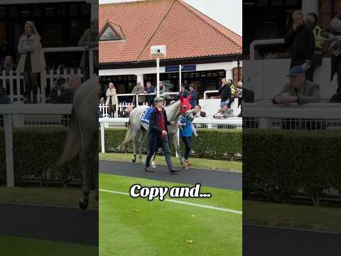 Who doesn’t love a grey? 😍#racehorse