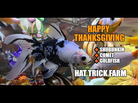 🦃THANKSGIVING DISPLAY TANK🦃 #SHUBUNKIN AND # HI EVERYONE, THIS IS A HOLIDAY DISPLAY TANK SHOWING OFF SOME OF MY SHUBUNKIN AND COMET GOLDFISH. I P